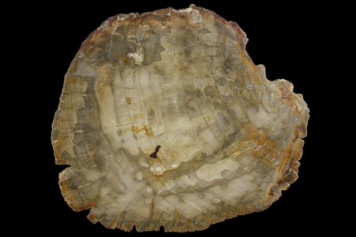 Petrified Wood (Araucaria) Slab - Madagascar #118847